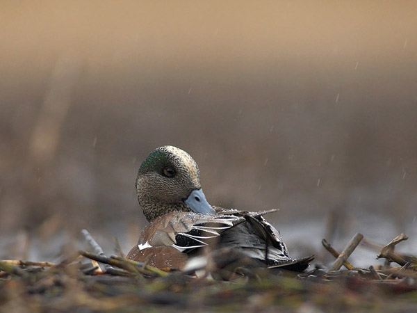 Amerikanhaapana, American Wigeon, Anas americana